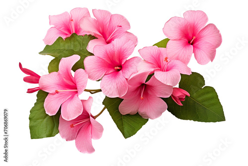 Top side closeup macro view of pink flowers with leaves, on a white isolated background PNG