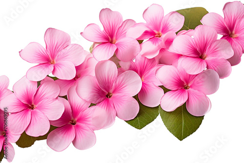 Top side closeup macro view of pink flowers with leaves  on a white isolated background PNG