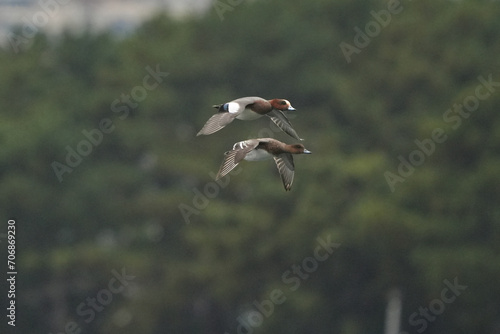 eurasian wigeon in a field