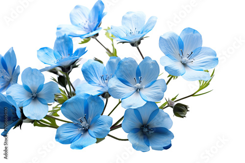 Top side closeup macro view of blue flowers with leaves, on a white isolated background PNG