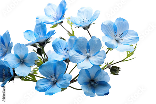 Top side closeup macro view of blue flowers with leaves  on a white isolated background PNG