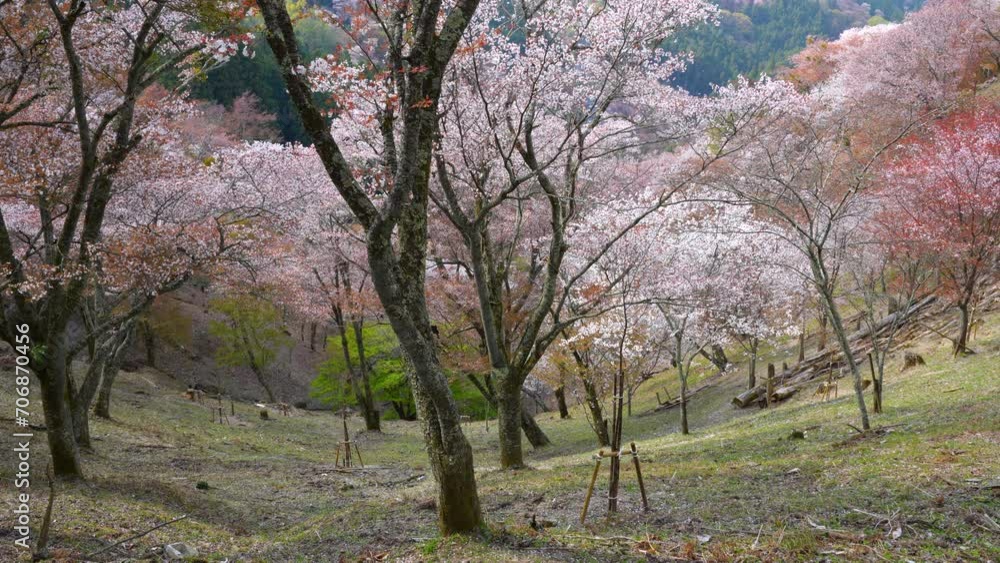 A flurry of cherry blossom petals at Kamisenbon area Mount Yoshino A flurry of cherry blossom petals at Kamisenbon area Mount Yoshino