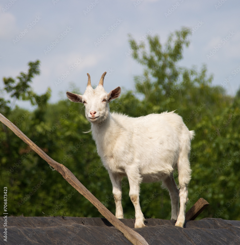 Fototapeta premium white young goat on the background of nature.