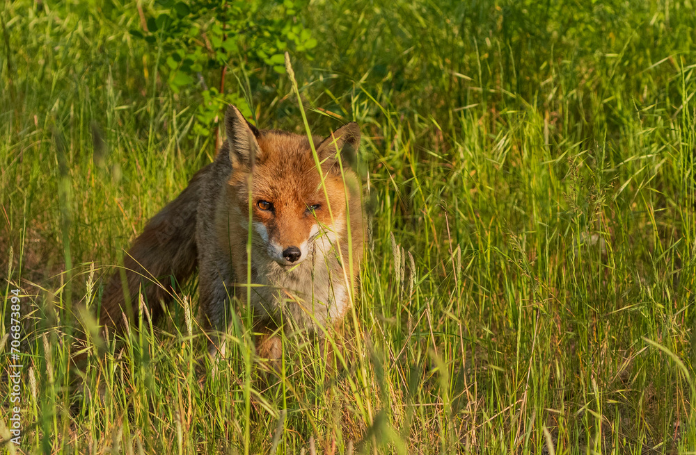Obraz premium Ein Rotfuchs im hohem Gras