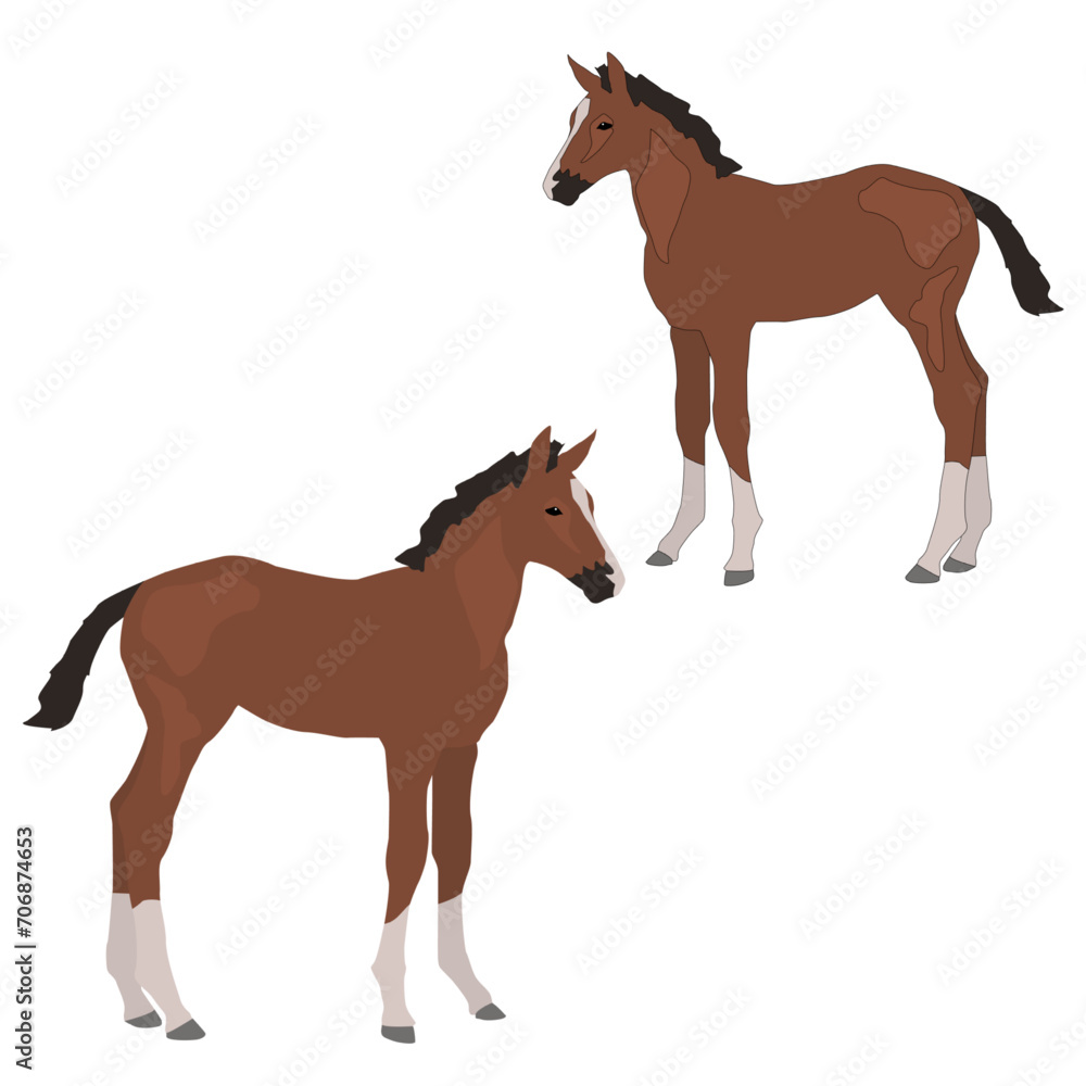 Fototapeta premium Vector brown foal standing isolated on white background