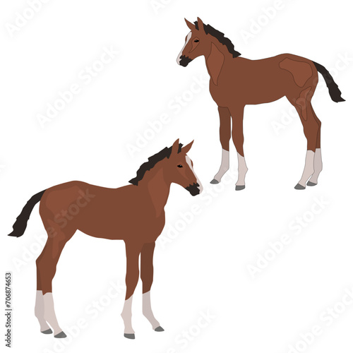 Vector brown foal standing isolated on white background