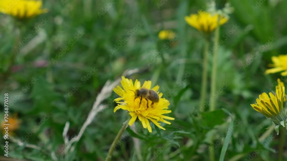 Yellow dandelion flowers and big bumblebee. Yellow dandelion flowers and big bumblebee.