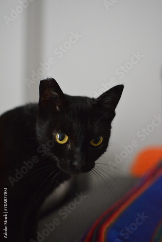 portrait of a black cat