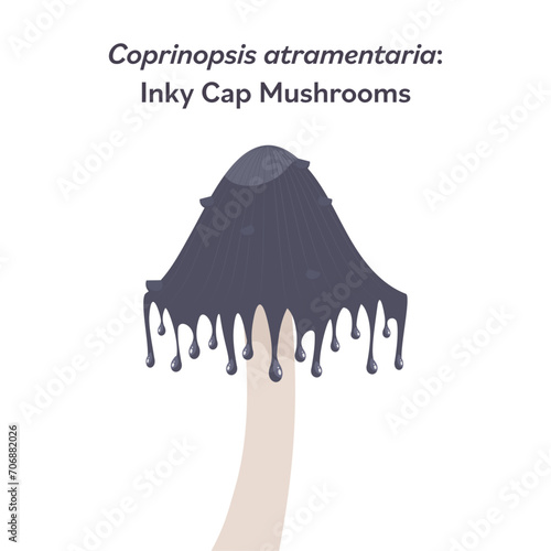 Coprinopsis atramentaria inky cap mushroom vector illustration graphic