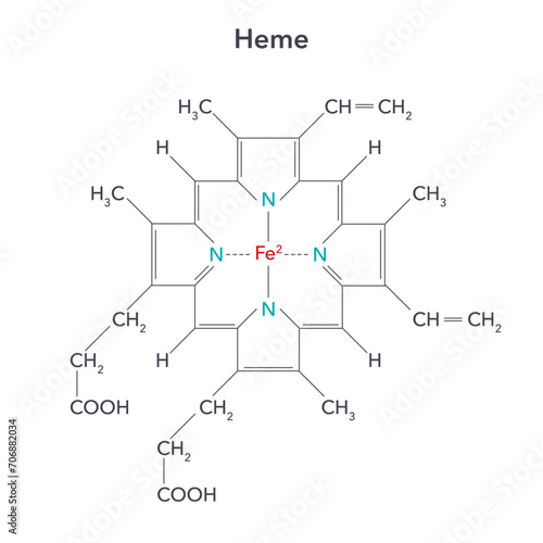 Heme, or haem, is a precursor to hemoglobin biochemistry vector illustration structure