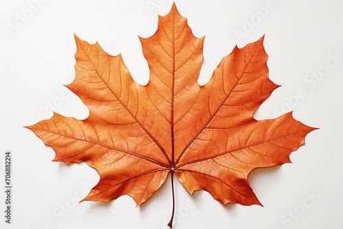 Wallpaper Mural Simplified drawing of a sycamore leaf. Torontodigital.ca