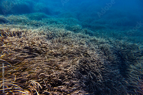 posidonia sea weed plant mediterranean sea minorca bed seascape