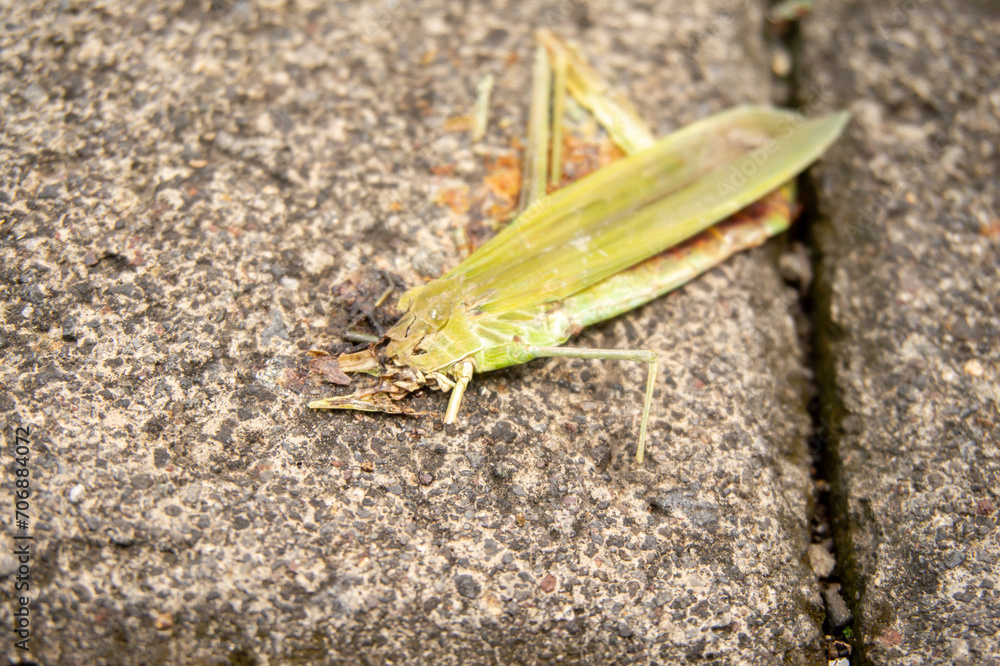 dead grasshoppers eaten by birds and lying on the stone floor dead grasshoppers eaten by birds and lying on the stone floor