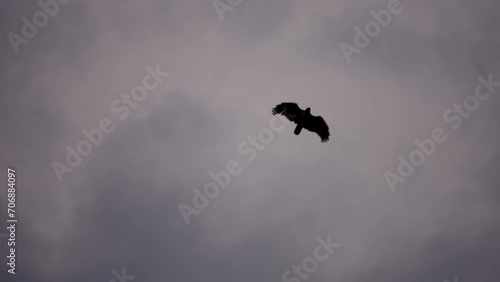 Slow Motion Eagle Soaring over the blue sky with clouds in the background heading towards the sun