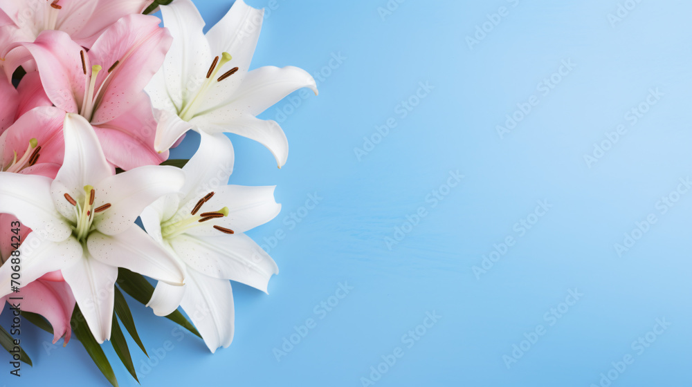 Beautiful lily flowers in blue and pink colors. Floral