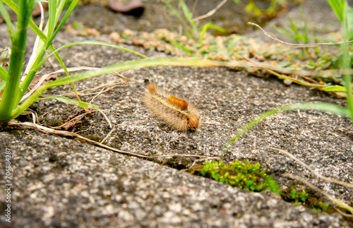 a brown caterpillar crawling on the stone floor