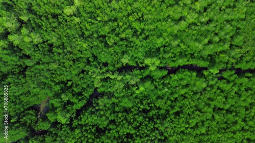 The drone captured the mangrove forests in the morning photo