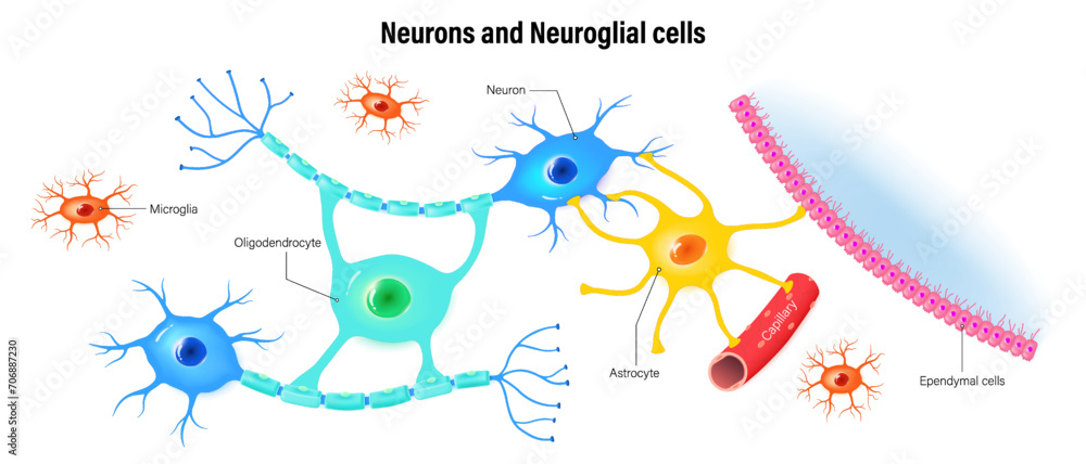 Neurons and neuroglial cells. Types Of Neuroglial Cells. Oligodendrocyte, Astrocytes, Microglia and Ependymal cells.