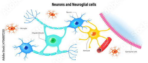 Neurons and neuroglial cells. Types Of Neuroglial Cells. Oligodendrocyte, Astrocytes, Microglia and Ependymal cells. photo
