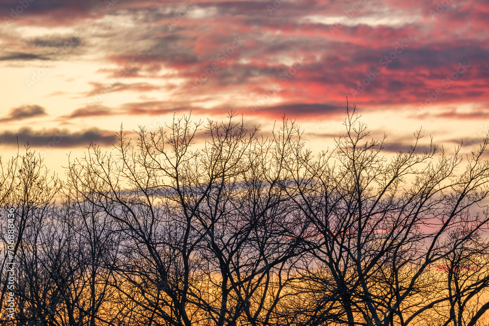 Evening sky. Tree branch against the backdrop of sunset. Close up. Evening sky. Tree branch against the backdrop of sunset. Close up.