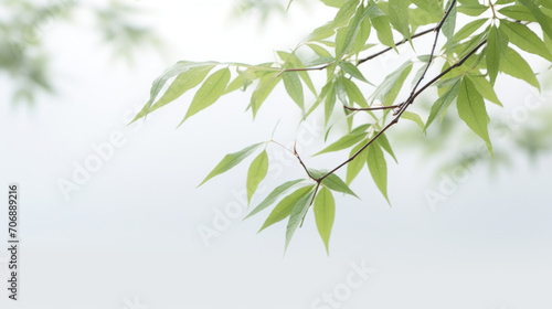 A serene branch with fresh green leaves  dotted with raindrops against a soft  misty background.