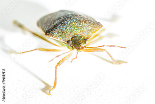 Slika na platnu An Asian bedbug Halyomorpha halys