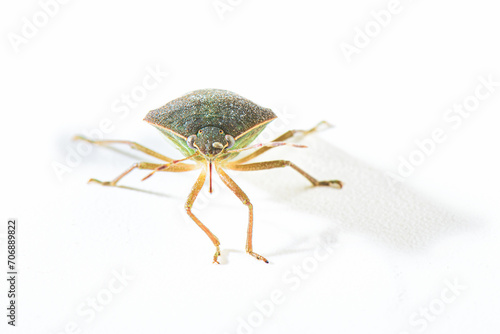 Asian bedbug Halyomorpha halys © michelangeloop