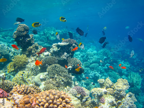 Fototapeta Naklejka Na Ścianę i Meble -  Sea goldie in the expanses of the coral reef of the Red Sea
