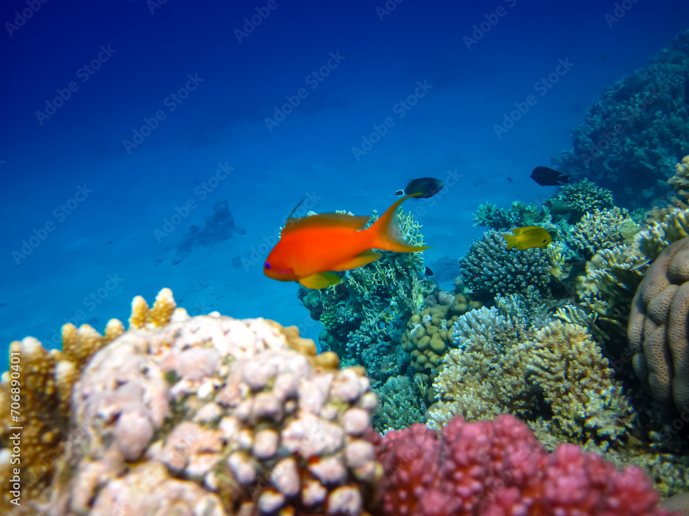 Obraz premium Sea goldie in the expanses of the coral reef of the Red Sea