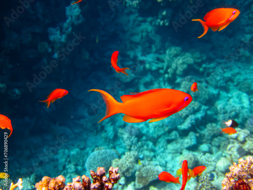 Sea goldie in the expanses of the coral reef of the Red Sea