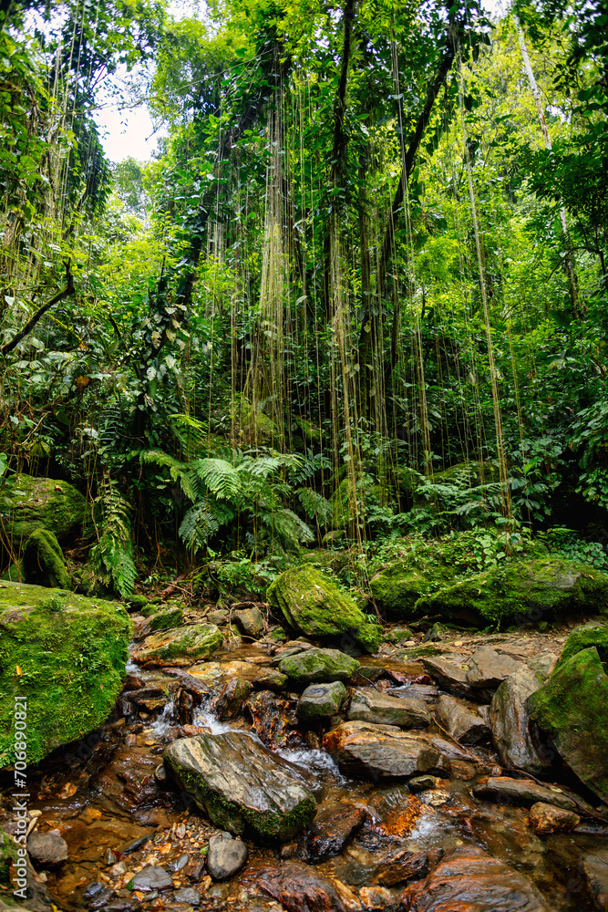 Small river in jungle. Hard trek to hidden ancient ruins of Tayrona civilization Ciudad Perdida in Colombian jungle. Santa Marta, Sierra Nevada mountains, Colombia wilderness landscape. Small river in jungle. Hard trek to hidden ancient ruins of Tayrona civilization Ciudad Perdida in Colombian jungle. Santa Marta, Sierra Nevada mountains, Colombia wilderness landscape.