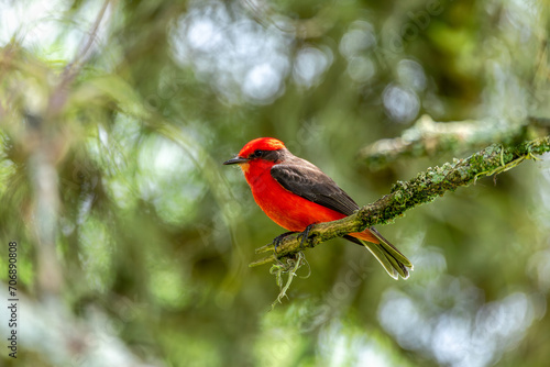 Vermilion flycatcher (Pyrocephalus obscurus) male, small passerine bird in the tyrant flycatcher family. Barichara, Santander department. Wildlife and birdwatching in Colombia © ArtushFoto