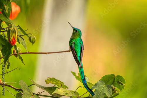 Green-tailed trainbearer (Lesbia nuna), species of hummingbird in the coquettes tribe Lesbiini. Valle Del Cocora, Quindio Department. Wildlife and birdwatching in Colombia