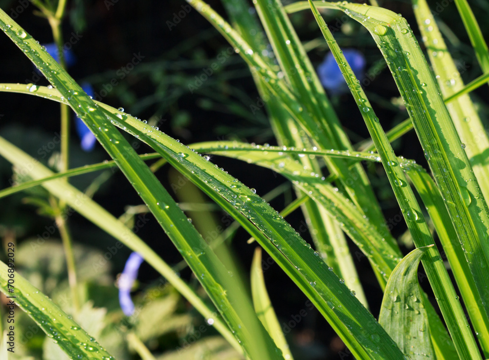 Beautiful drops of fresh morning dew in lush green grass macro. Dripping clear transparent water, summer in nature. A beautiful artistic depiction of the beauty and cleanliness of the environment. Beautiful drops of fresh morning dew in lush green grass macro. Dripping clear transparent water, summer in nature. A beautiful artistic depiction of the beauty and cleanliness of the environment.