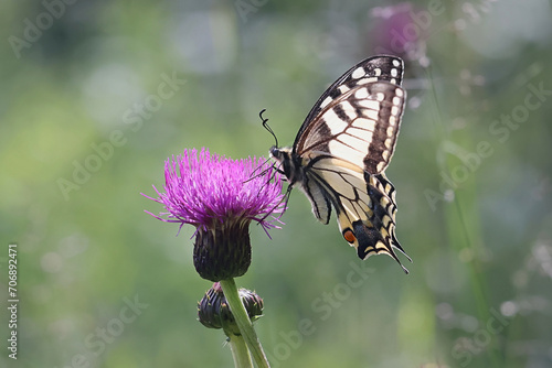 Swallotail, Papilio machaon, also known as old world swallowtail, feeding on melancholy thistle in Finland