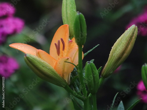 Salmon lily on the background of large green leaves and small purple flowers