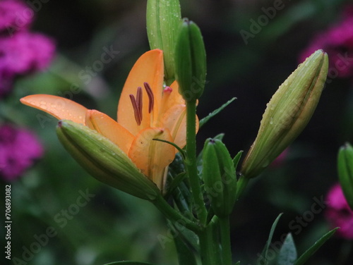 Salmon lily on the background of large green leaves and small purple flowers