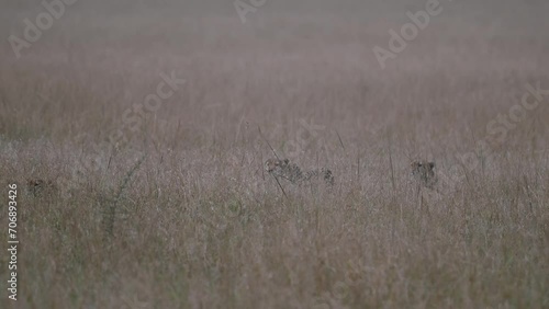 Cheetahs poised to attack their prey at Masai Mara in Kenya