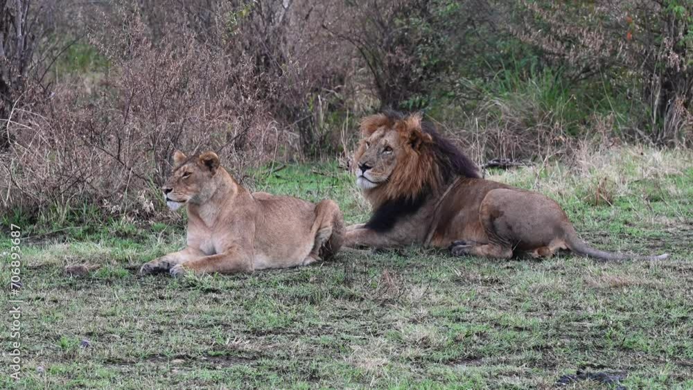 Lion pair taking a break at the Maasai Mara National Reserve in Kenya Lion pair taking a break at the Maasai Mara National Reserve in Kenya
