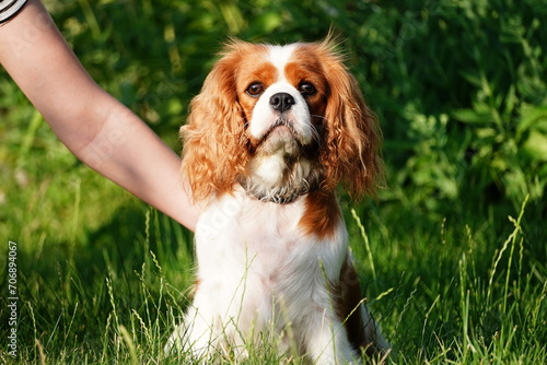 Portrait of a Dog Cavalier King Charles on a grass background. Cute Cavalier King Charles Spaniel on a walk in the park on a summer evening