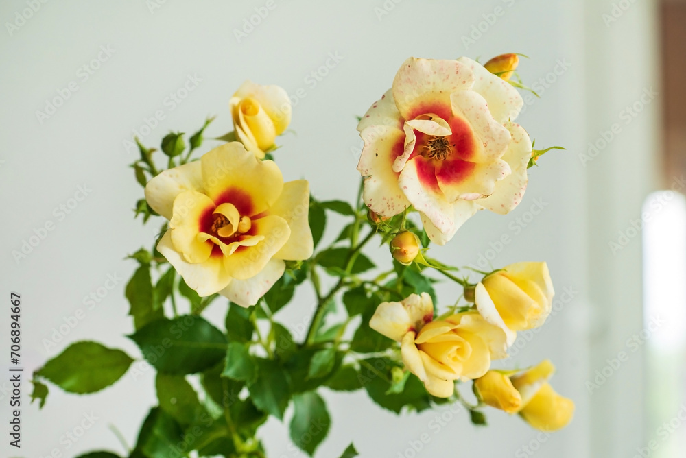 fresh rose on the white background