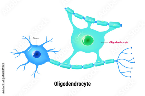 Oligodendrocyte vector. Glial cells (neuroglia). Central nervous system. photo