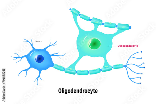 Oligodendrocyte vector. Glial cells (neuroglia). Central nervous system.