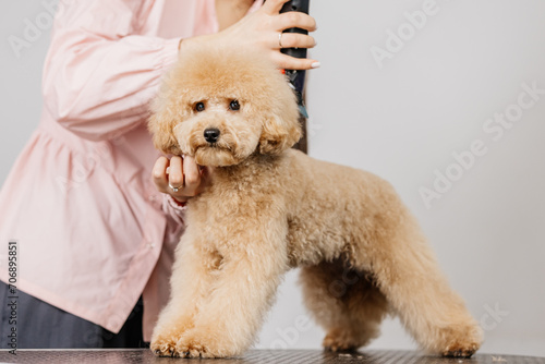 Groomer grooms little cute poodle puppy with trimmer. A woman doing her hair at a pet hairdresser in a grooming salon. Beautiful little puppy in a grooming salon or veterinary clinic. photo
