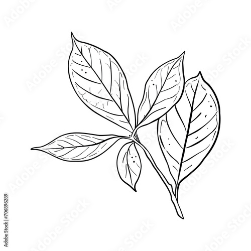 Avocado leaf vector illustration. Branch of avocado tree with leaves. Black outline graphic drawing. Tropical foliage ink contour. Black line silhouette © Belenova_art