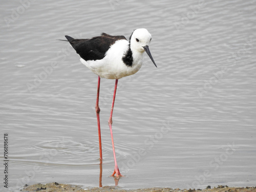 Pied Stilt Facing Camera