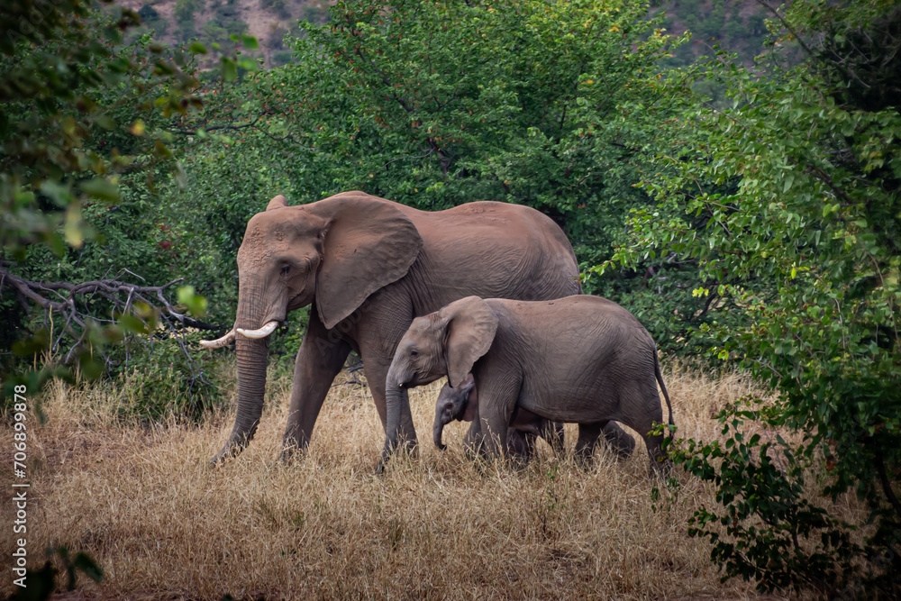 Elephant Family of 3 Generations taken in the Tuli Block of Botswana