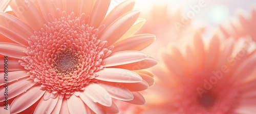 Enchanting gerbera flower in the 2024 color of the year, peach fuzz, in stunning close up view © Aliaksandra