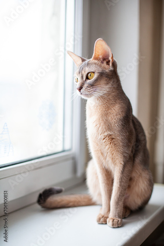 Close up portrait of abyssinian cat sitting on a windowsill and looking to the window. Feline of blue color with amber eyes. World cat day. Vertical image. Selective focus.