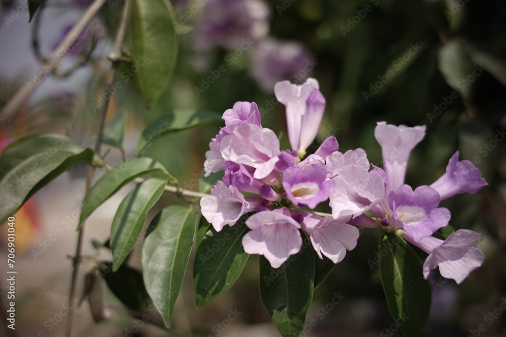 beautiful purple flowers pandorea bignoniaceae tabebuia clytostoma in the garden beautiful purple flowers pandorea bignoniaceae tabebuia clytostoma in the garden